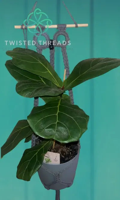 Macrame Owl Plant Hanger - Twisted Threads Au